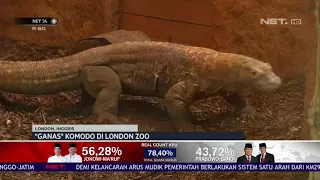 Komodo Asal Indonesia Berada di Kebun Binatang London Sebagai Upaya Konservasi NET24