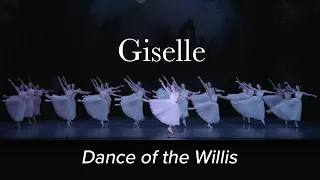 Dance of the Willis – GISELLE Adam – Polish National Ballet