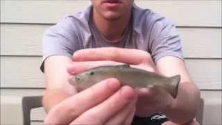 Huddleston Weedless Shad Review | Georgia Outdoors