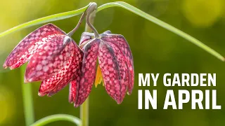 My garden in April | Snake head Fritillaries, lots of seedlings, prickout cosmos & beetroot BLOOPERS