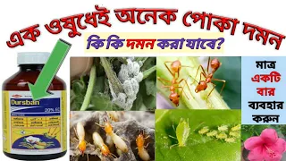 মাত্র একটি ওষুধে অনেক কাজ#Dursban#Pest Control