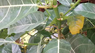 Awar awar (ficus septica)