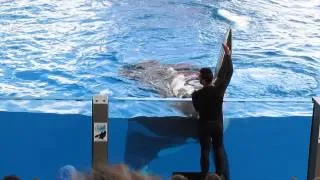 Loro Parque Orca Ocean Part 1 Video Tenerife 2014