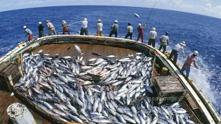 Amazing Fastest Bluefin Tuna Fishing Skill - Modern big boat catching hundreds tons Fish on the sea