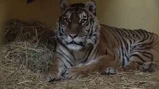 IFAW helps lions and tigers escape Ukraine to safety in Polish zoo