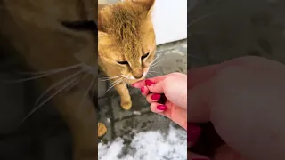 Кто из чаузи ест за троих? 😼