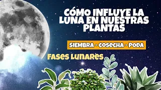 COMO SEMBRAR, COSECHAR Y PODAR CON LA LUNA | Las fases lunares y su influencia sobre las plantas