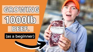 I GREW 1000lb OF BEEF (AS A BEGINNER) // Grass Fed How to raise feeder steers for meat as a beginner