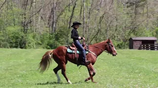 FAMILY AND YOUTH FRIENDLY SORREL SEASONED RANCH PLEASURE GELDING, ANYONE CAN RIDE