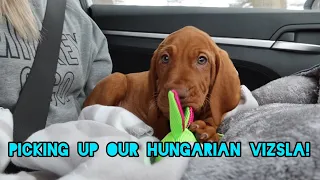 Picking Up Our Hungarian Vizsla! Nugget 🐾 | VLOG