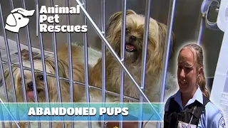 Puppies Left Behind: Abandoned at Doggy Daycare | Full Episode | Animal House