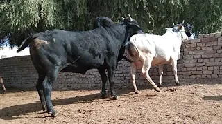 Black bull and white cow meeting ! Cow sex video ! Cow mating video