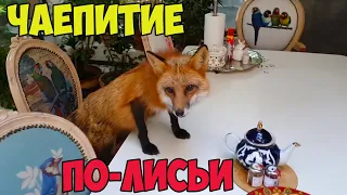 Alice the fox. Alice invites everyone to a tea party. Max hunting frogs. Funny moments.