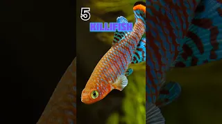 Most Beautiful Fish in the World!||Top 10 Most Beautiful Fish You Won't Believe Exist||Unique Fish