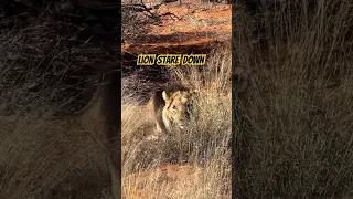 A Lion Stare Down #hunting #africa #huntinginafrica #biggamehunting #huntingseason #lion #franchi