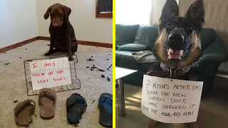 Adorable Dogs Being Shamed For Their Crimes