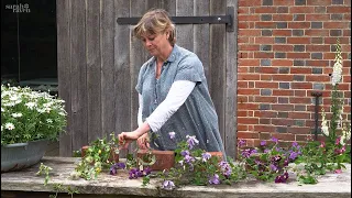 Sarah's favourite clematis varieties for July