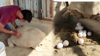 AFRICAN KACHAWE NE EGGS DE DIYE 😍 sulcata tortoise breeding egg laying Hindi/urdu