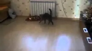 cat walks on two legs кошка ходит на задних лапах