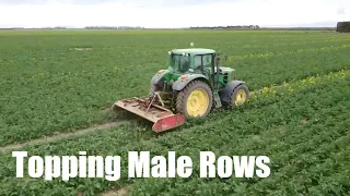 Topping Brassica Male Rows | John Deere 6830