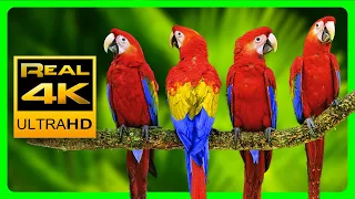 Vibrant Macaw Parrots in 4K & Relaxing Forest Ambience