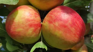 Яблоня Хоней Крисп/Honey Crisp 14.09.2023