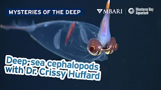 Mysteries of the Deep with MBARI's Dr. Crissy Huffard — Talking Deep-Sea Cephalopods!