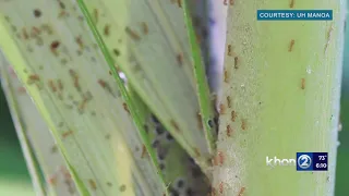 Punahou Carnival detects little fire ants before plant sale