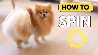 How To Teach Your Dog To Spin In Circle - Easy and Fun Trick to Teach Your Dog