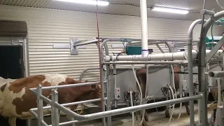 Introducing the cows to a new parlor