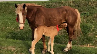 Коні Ваговози.Гарні Коні У Михайла.Лошичка від Гуліпана!🐴🐴🐴🔥🔥🔥