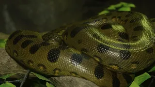 Two Hours of Amazing Animal Moments | 4K UHD | BBC Earth