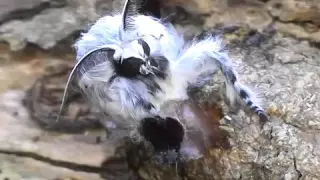 Puss moth (Cerura vinula) emerging