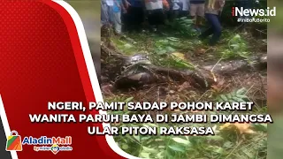 Ngeri, Pamit Sadap Pohon Karet Wanita Paruh Baya di Jambi Dimangsa Ular Piton Raksasa