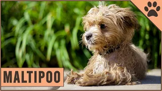 Maltipoo - Dog Breed Information