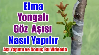 Elma nasıl aşılanır / Yongalı göz aşısı / Elma aşısı / Elmaya göz aşısı / Ağaç aşılama / Göz aşısı