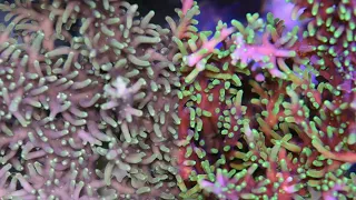Improve Coral Color Using Science!