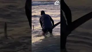 Beached shark helped back to water by passing cyclists in South Africa