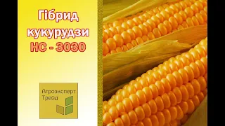 Кукурудза НС 3030 🌽 - опис гібрида 🌽, семена в Украине