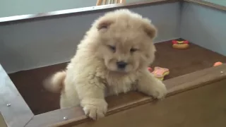 Chow Chow Puppy Video Lee 1-16-09