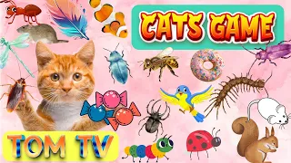 CAT GAMES TOM TV | Ultimate Cat TV Compilation Vol 4 | 3 HOURS | NO ADS  🐝🐞🦋🦎🦜🐜🐭🧵