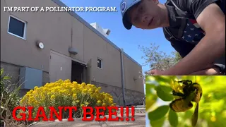 Largest bee in Idaho!!! (Bee watch 2024 part 1)