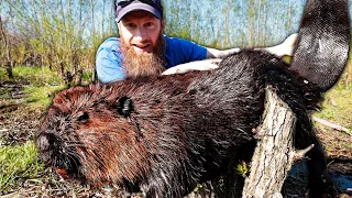 Catch GIANT Wild Canadian Beavers!!! - Trap, Clean, Cook, Eat (ASMR)