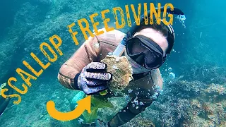 Southern California Rock Scallop Freediving Tips and Tricks