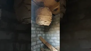 Огромное гнездо шершней