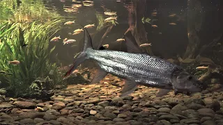 goliath tigerfish king of swim