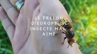 Le Frelon d'Europe un Insecte Mal-aimé