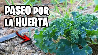 🔥 TOUR por mi HUERTO ECOLÓGICO!! Temporada de INVIERNO 2024 | La Huerta de Ivan