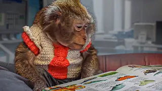 THIS MONKEY IS SMARTER THAN A HUMAN. INCREDIBLY SMART MONKEY!