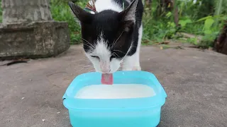 Cute Cat drinking milk